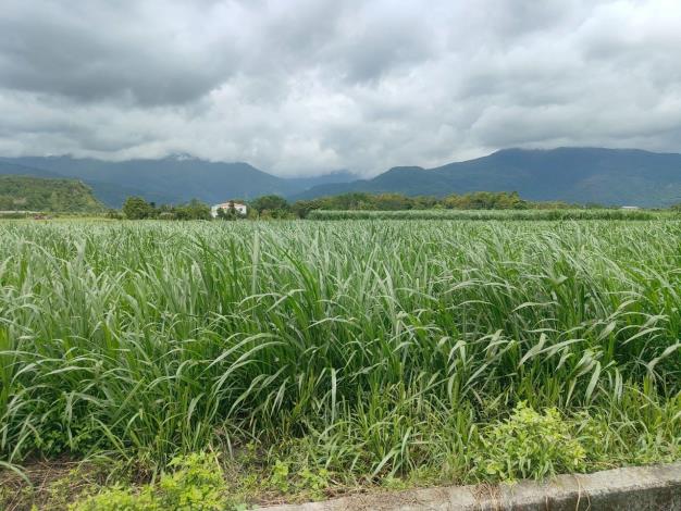 吉蒸牧場澆灌地狼尾草田現地參觀