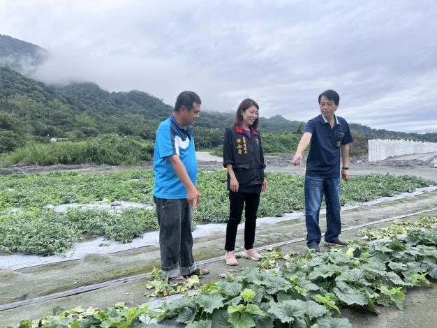 花蓮大西瓜即將邁入產季，花蓮縣政府農業處協同產區農會前往西瓜田區關心西瓜生長情形