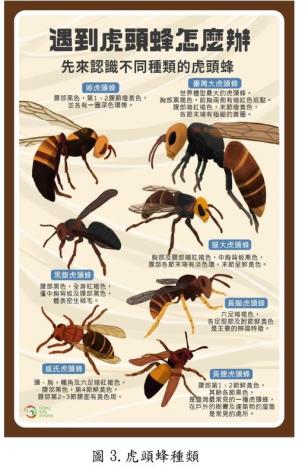 1120922-花蓮縣消防局提醒民眾「中秋前後、虎頭蜂正兇猛。務必注意防範」 (3)