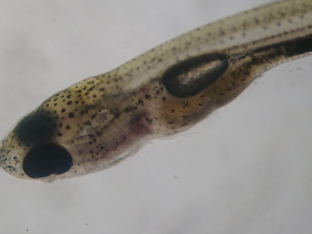 鰱魚苗