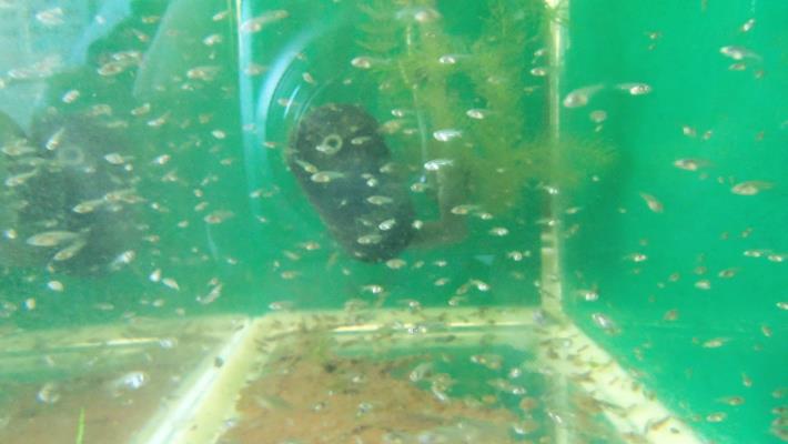 大鱗梅氏鯿魚苗.JPG
