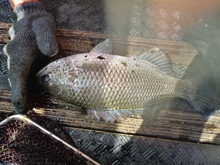大口湯鯉