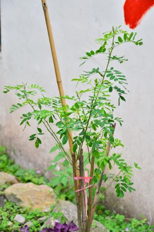 【靚染工坊】藍染｜工坊外種了藍染的植物之一「木蘭」