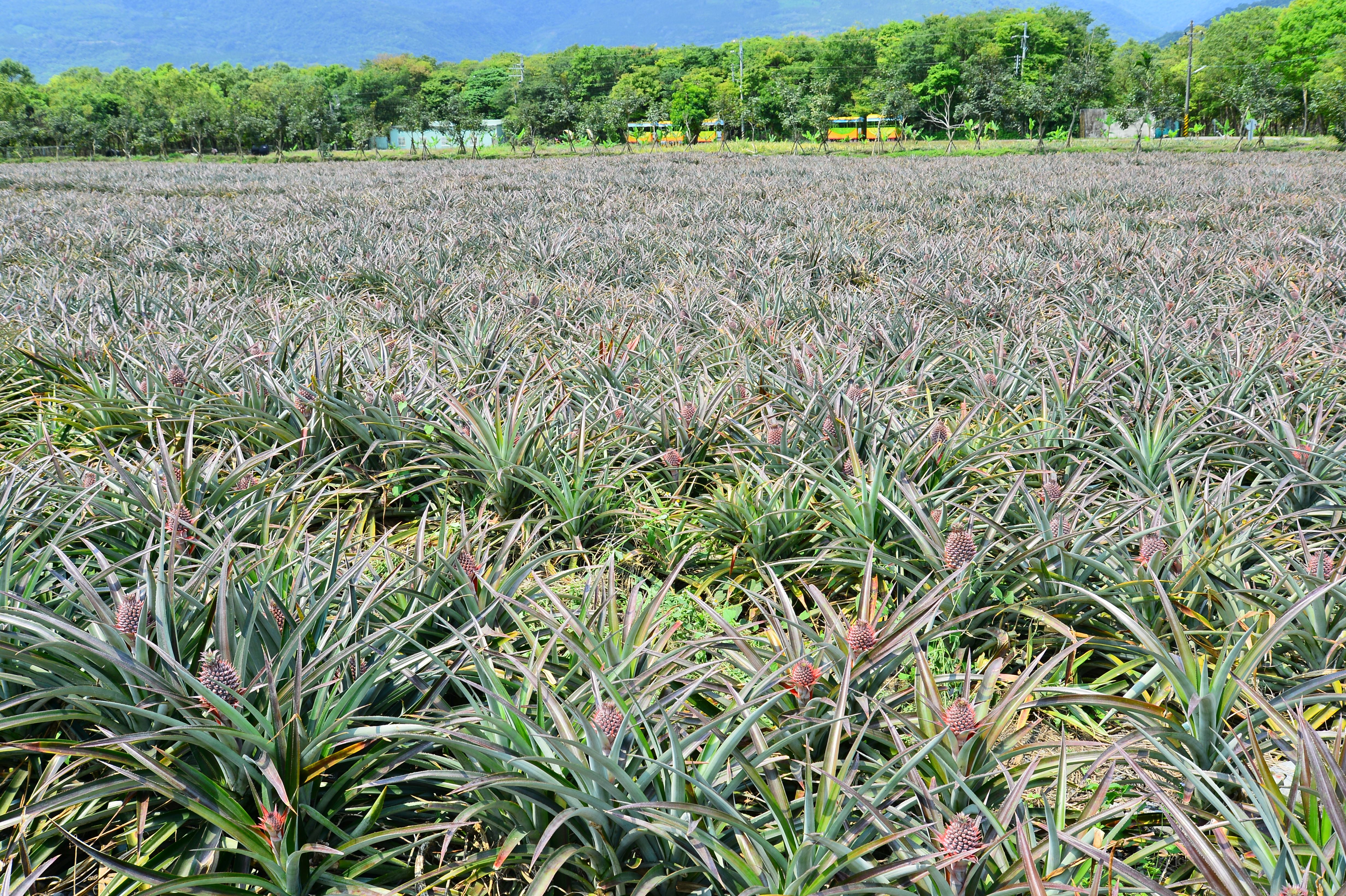 【富興客棧】土鳳梨|富興村有250公頃的土鳳梨田.JPG