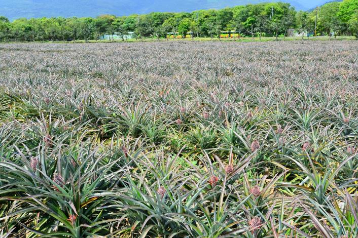 【富興客棧】土鳳梨｜富興村有250公頃的土鳳梨田.JPG