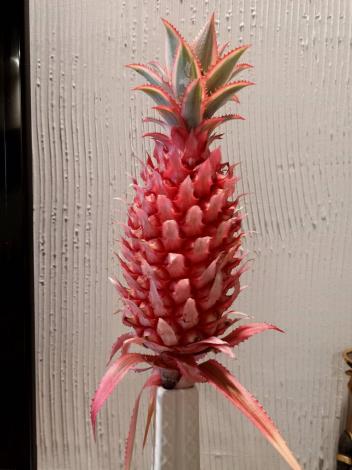 【富興客棧】土鳳梨