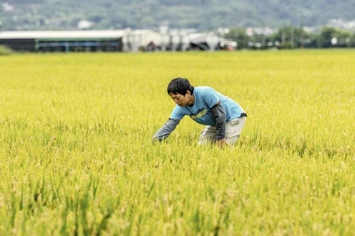 【天禾玉】有機米｜彭詠順、彭鏡興｜客家人物誌 (18)