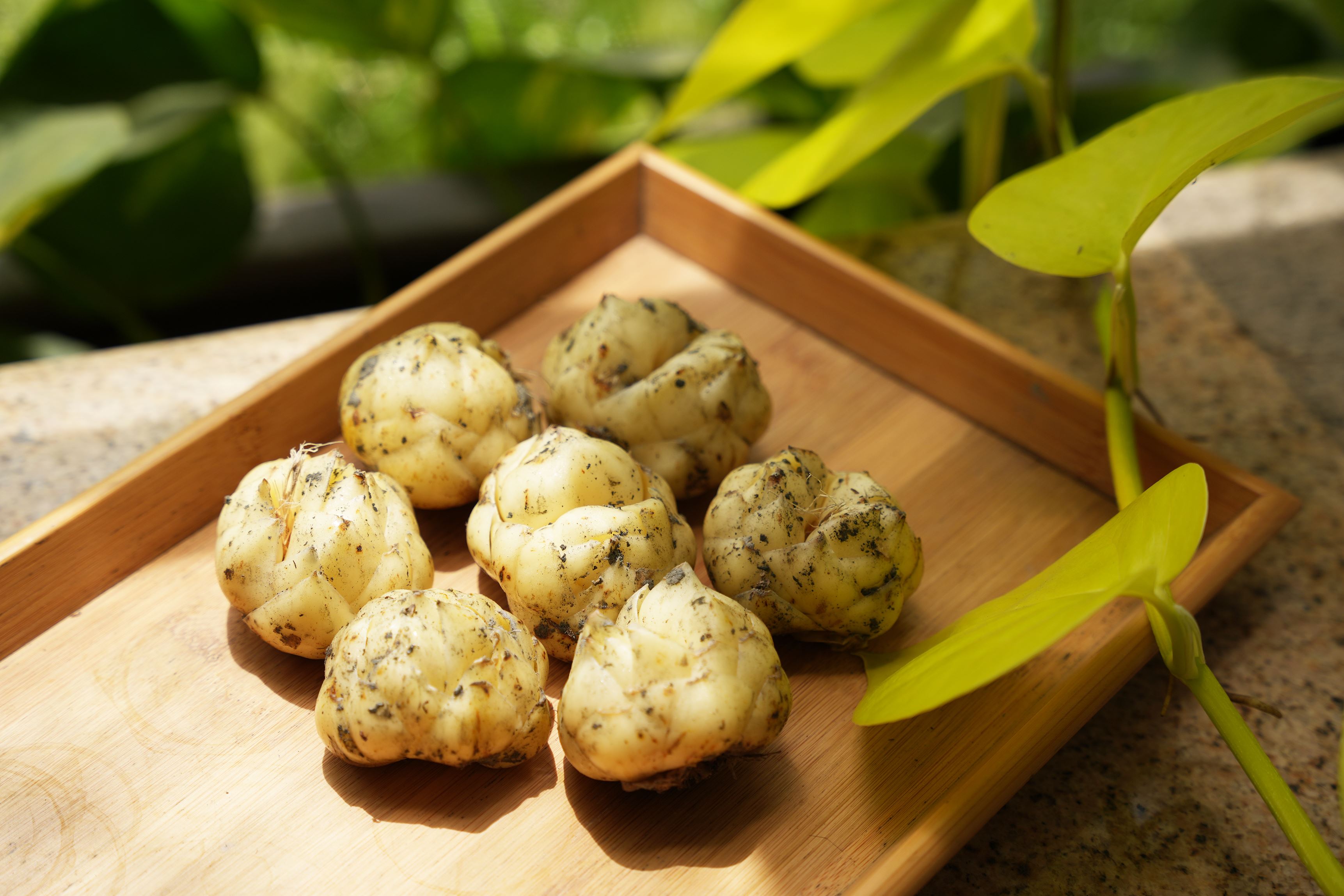 壽豐 ※【江玉寶有機農園】國宴百合.JPG