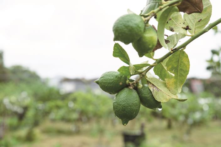 【農業｜彌勒果園】《來去洄瀾尋尾》 (4)