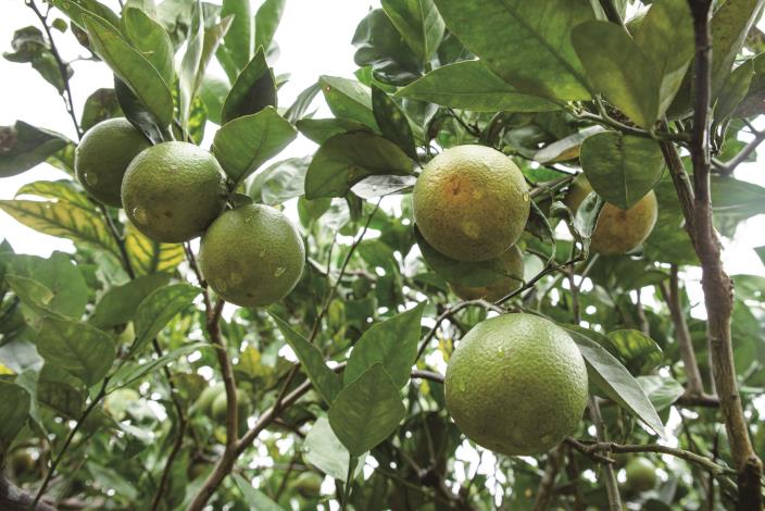 【農業｜彌勒果園】晚崙西亞橙 《來去洄瀾尋尾》