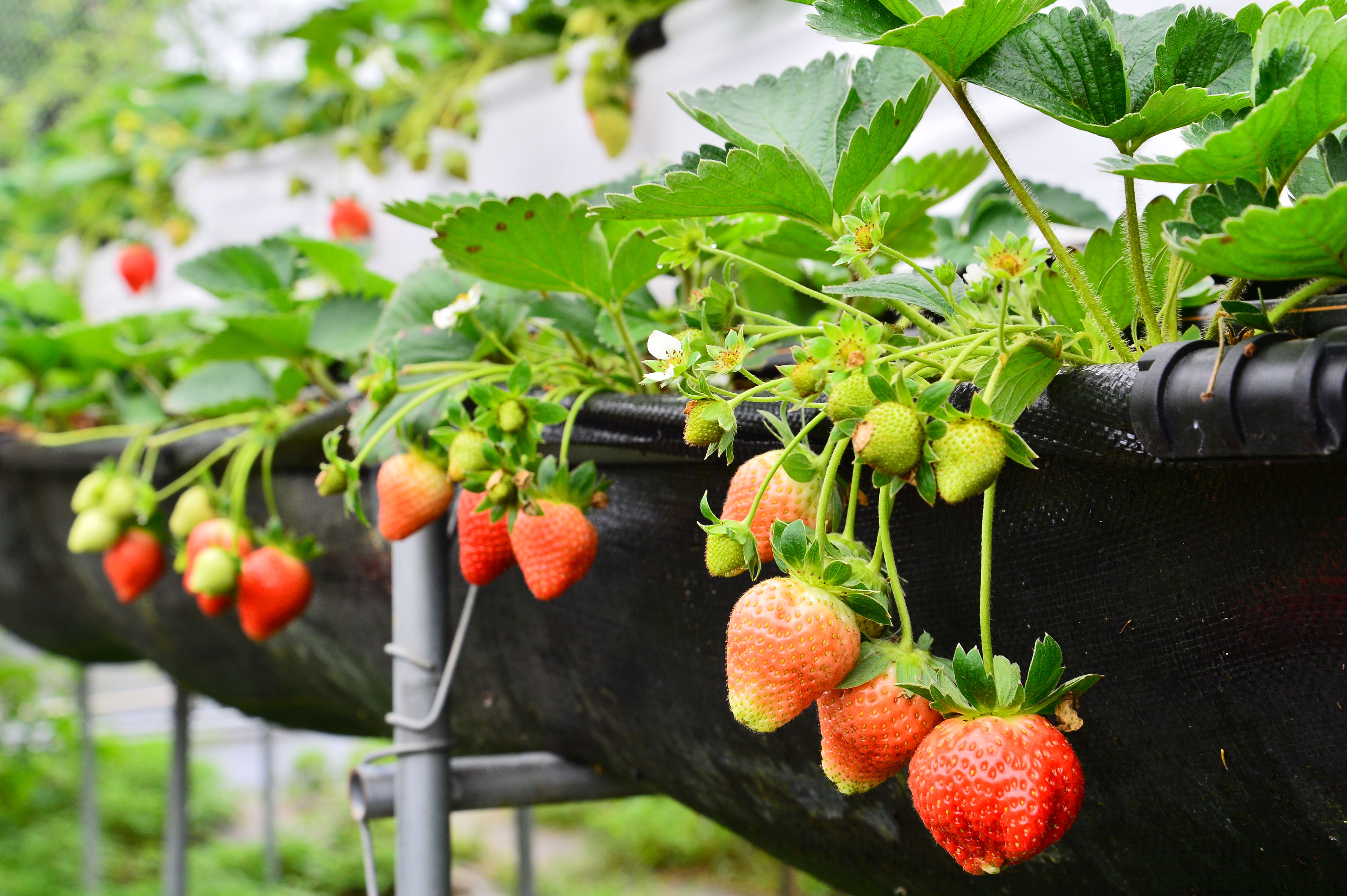 【右山果實】有機草莓 (1).JPG