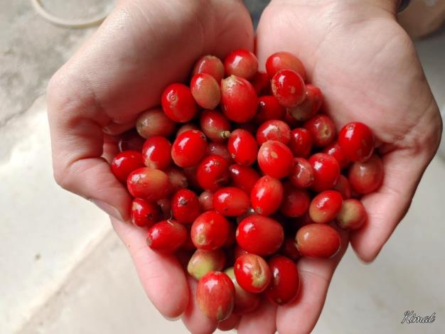 LINE_ALBUM_咖啡產銷8班_211103_24_0