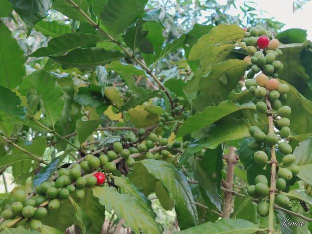 LINE_ALBUM_咖啡產銷8班_211103_35_0