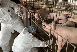 豬隻重要傳染病防疫工作-1