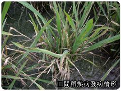 氣候溫度高低不定 加強防治水稻稻熱病